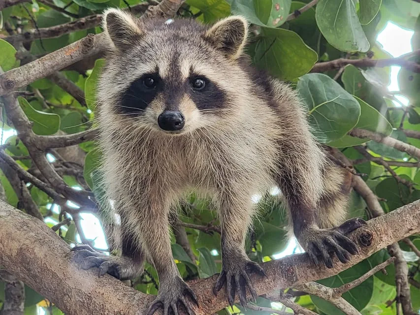 Raccoon Island: SUP & Kayak Wildlife Paddle