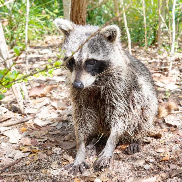 Raccoon Island Adventure: Wildlife, Island Walk & Floats